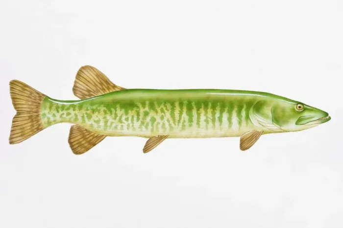Framed Print : Digital illustration of Muskellunge (Esox masquinongy), largest of the Pike family Framed Print : Digital illustration of Muskellunge (Esox masquinongy), largest of the Pike family