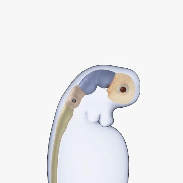 Digital illustration of neural tube, rudimentary eye and ear buds of three week old human embryo