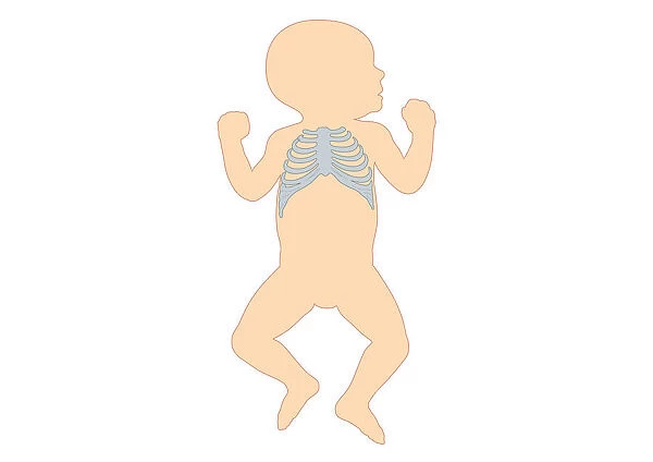 Digital illustration of newborn baby showing rib cage