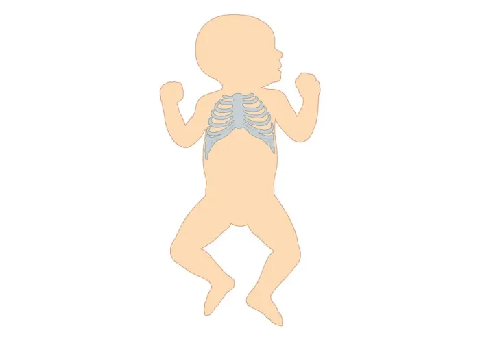 Framed Print : Digital illustration of newborn baby showing rib cage Framed Print : Digital illustration of newborn baby showing rib cage