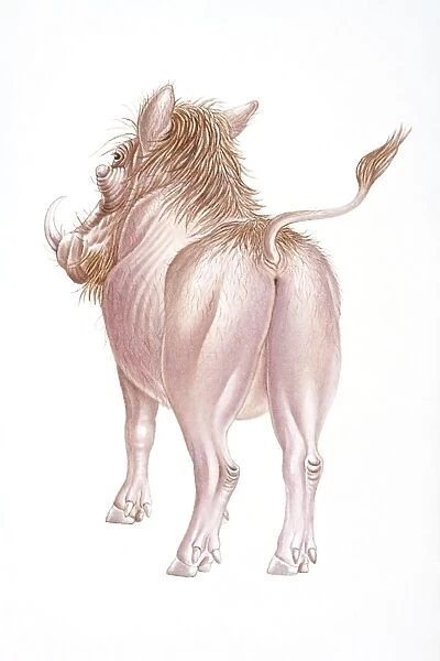 Digital illustration of back of Warthog (Phacochoerus africanus), rear view