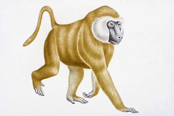 Digital illustration of Olive Baboon (Papio anubis)