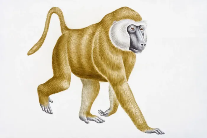 Framed Print : Digital illustration of Olive Baboon (Papio anubis) Framed Print : Digital illustration of Olive Baboon (Papio anubis)