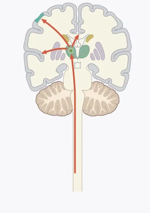 Framed Print : Digital illustration of pain signal to area of somatosensory cortex in human brain via spine Framed Print : Digital illustration of pain signal to area of somatosensory cortex in human brain via spine