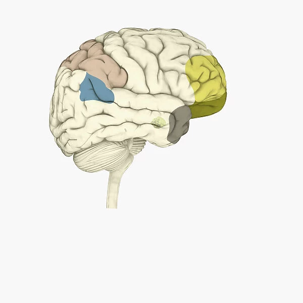 Digital illustration of parietal lobe (green), posterior superior temporal sulcas (blue), temperal pole (grey), dorsolateral prefrontal cortex, amygdala, and ventromedial prefrontal cortex (green) in human brain