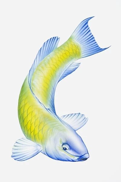 Digital illustration of Parrotfish (Scarus), tropical reef fish