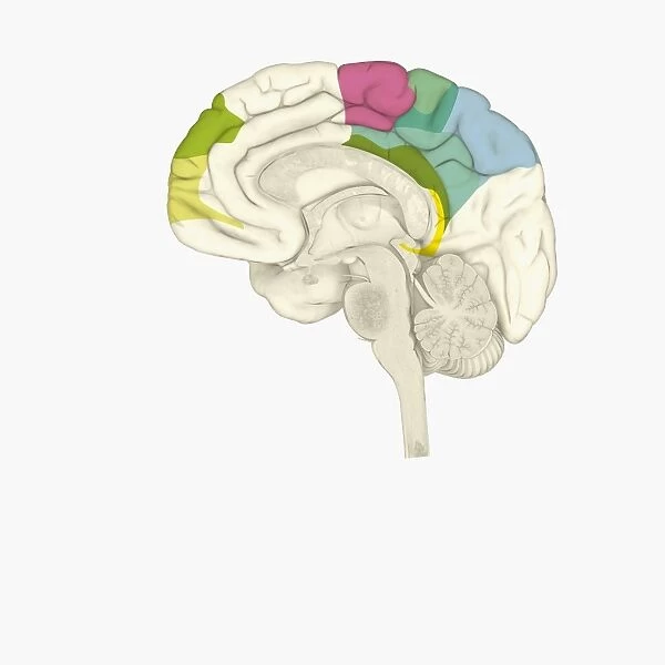 Digital illustration of parts of human brain highlighted in shades of green, pink, blue, and yellow