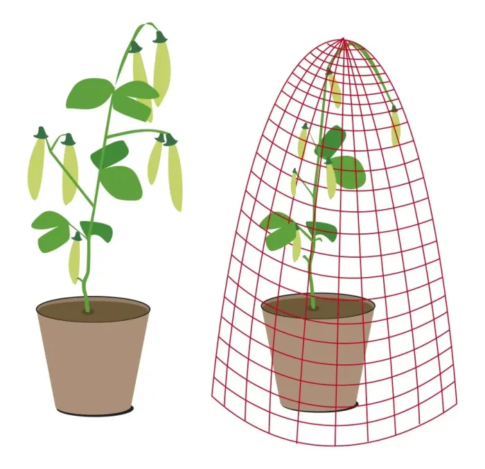 Framed Print : Digital illustration of pea plants in pot, one covered by protective net Framed Print : Digital illustration of pea plants in pot, one covered by protective net