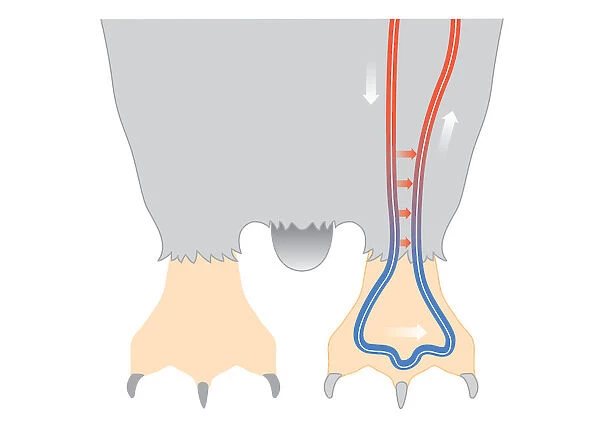 Digital illustration of penguin circulation showing countercurrent mechanism of warm blood flowing f
