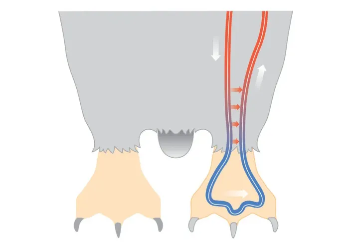 Framed Print : Digital illustration of penguin circulation showing countercurrent mechanism of warm blood flowing f Framed Print : Digital illustration of penguin circulation showing countercurrent mechanism of warm blood flowing f