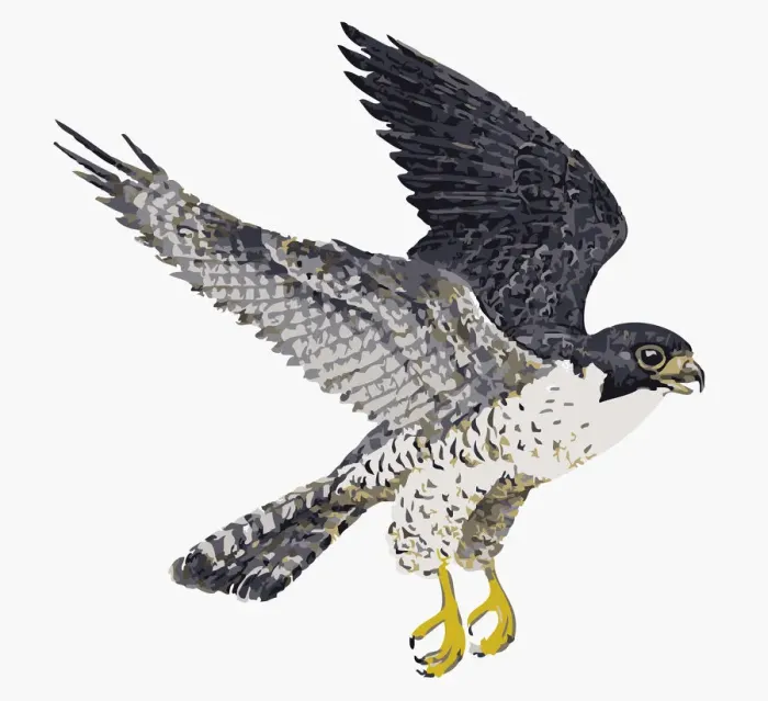 Framed Print : Digital illustration of Peregrine Falcon (Falco peregrinus) in flight Framed Print : Digital illustration of Peregrine Falcon (Falco peregrinus) in flight