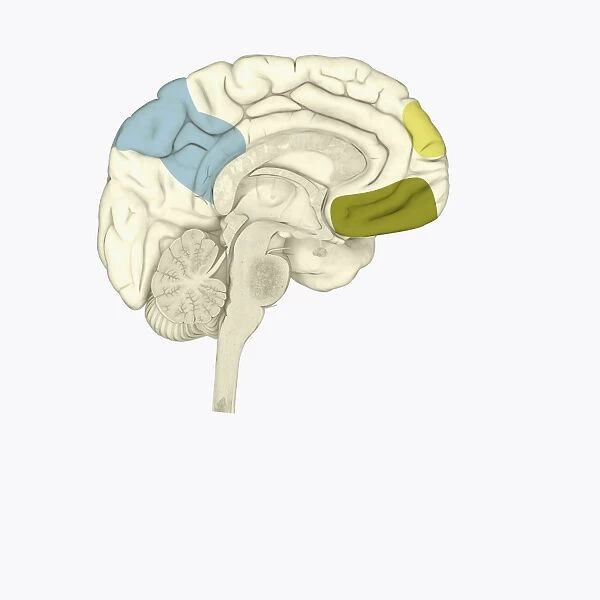 Digital illustration of posterior cingulate cortex (blue), medial frontal gyrus (yellow), and orbitofrontal prefrontal cortex (green) in human brain