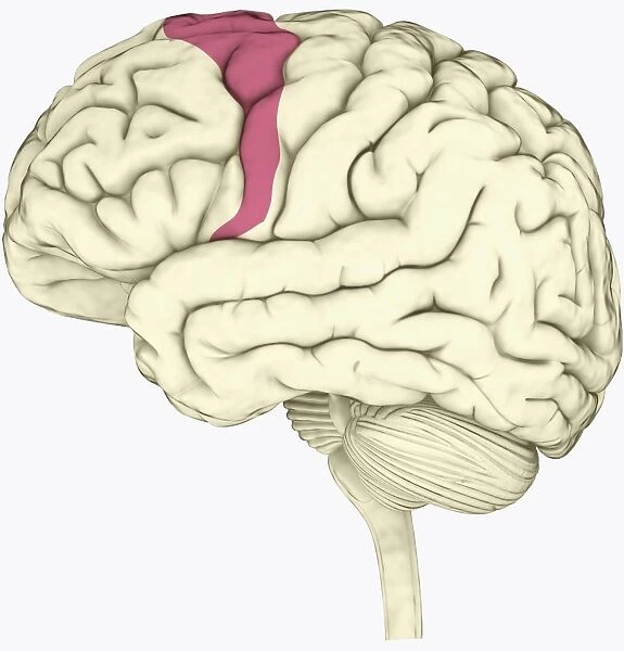 Digital illustration of premotor cortex involved in decision making highlighted in pink in human brain