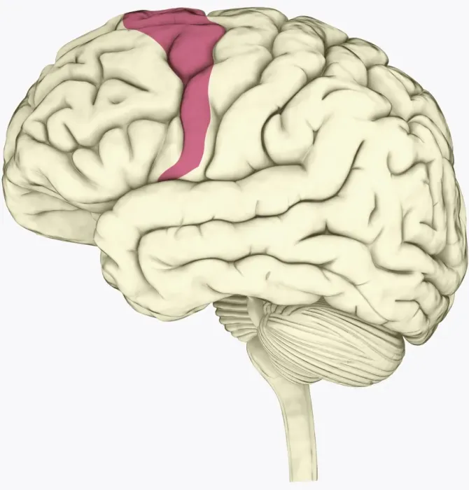 Framed Print : Digital illustration of premotor cortex involved in decision making highlighted in pink in human brain Framed Print : Digital illustration of premotor cortex involved in decision making highlighted in pink in human brain