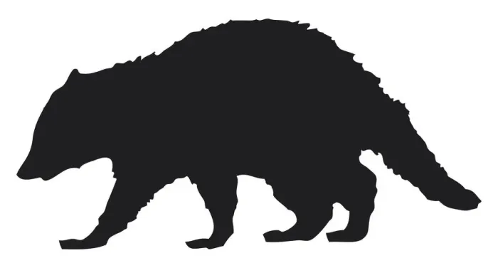 Framed Print : Digital illustration of Racoon (Procyon lotor) Framed Print : Digital illustration of Racoon (Procyon lotor)