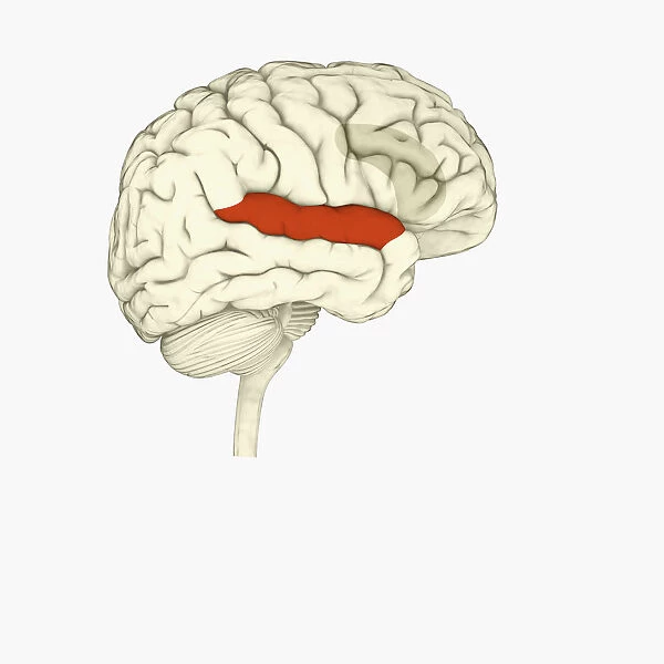 Digital illustration of right superior temporal sulcas, and anterior cingulate cortex highlighted in red and grey in human brain