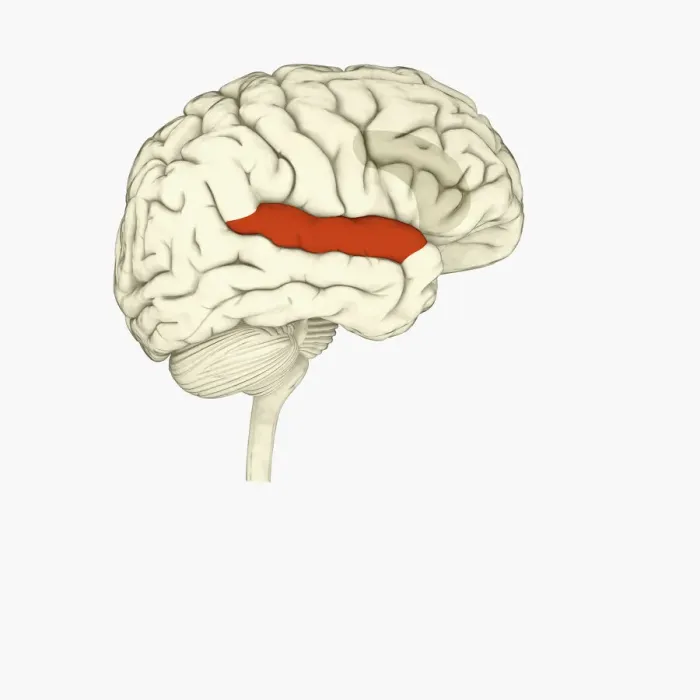Framed Print : Digital illustration of right superior temporal sulcas, and anterior cingulate cortex highlighted in red and grey in human brain