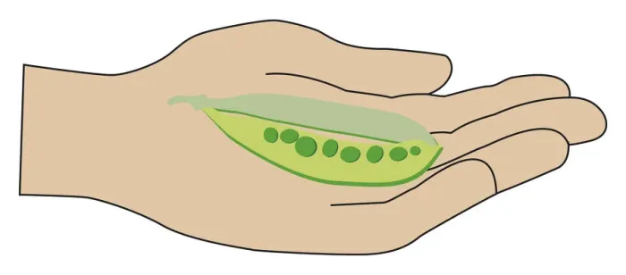 Framed Print : Digital illustration of ripe pea pod in palm of hand Framed Print : Digital illustration of ripe pea pod in palm of hand