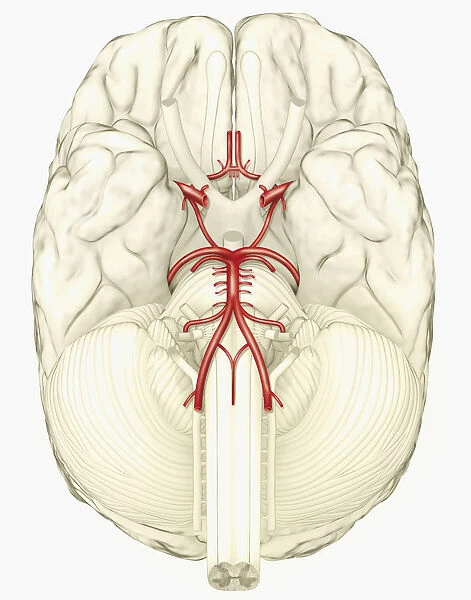 Digital illustration showing arteries in human brain