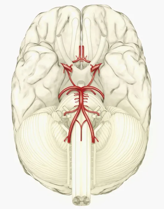 Framed Print : Digital illustration showing arteries in human brain Framed Print : Digital illustration showing arteries in human brain