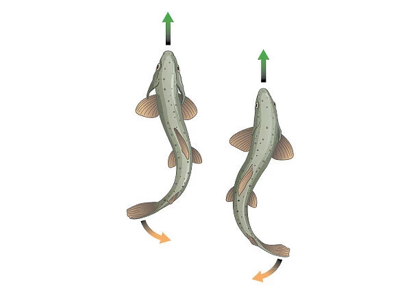 Digital illustration showing body propulsion of fish using tail and fin to generate sideways and backwards thrust in water enabling it to swim in a straight line