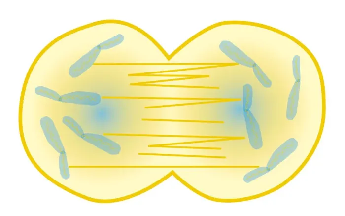 Framed Print : Digital illustration showing human cell division with chromosome making exact copy of itself and div Framed Print : Digital illustration showing human cell division with chromosome making exact copy of itself and div