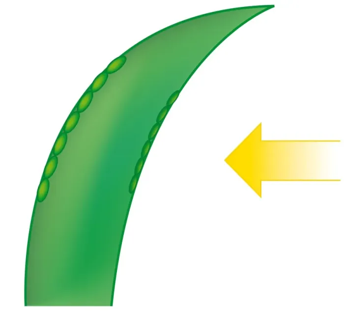 Framed Print : Digital illustration showing leaf growing towards light with auxin on the shaded side of stem Framed Print : Digital illustration showing leaf growing towards light with auxin on the shaded side of stem