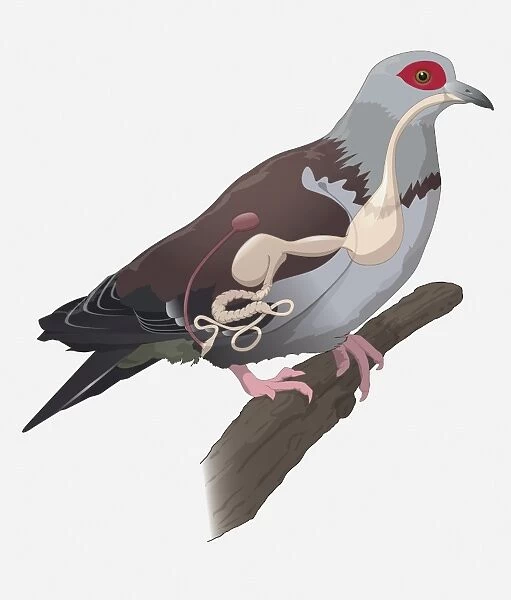 Digital illustration showing pigeon digestive system