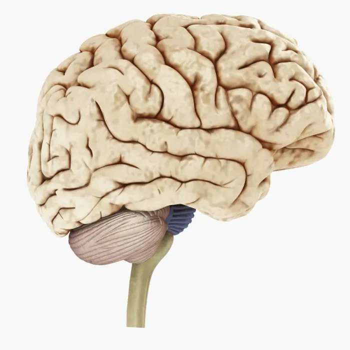 Framed Print : Digital illustration of showing right side human brain Framed Print : Digital illustration of showing right side human brain