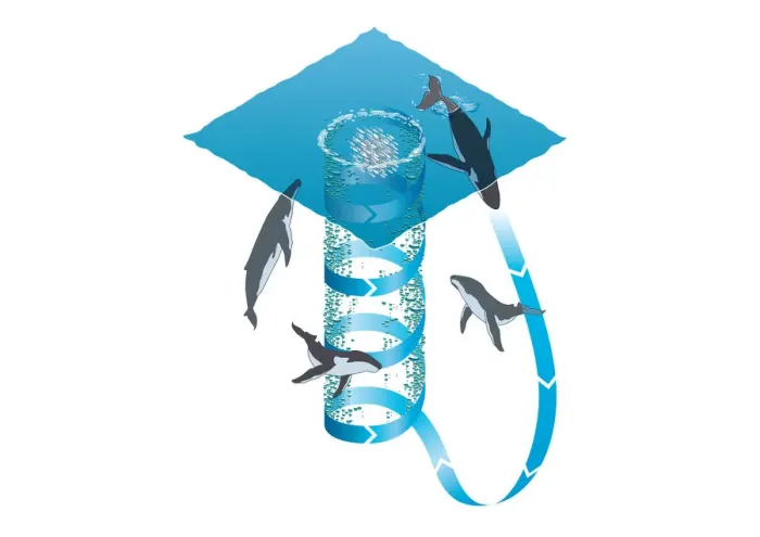 Framed Print : Digital illustration showing ring of foam technique used by Whales in hunting shaols of fish