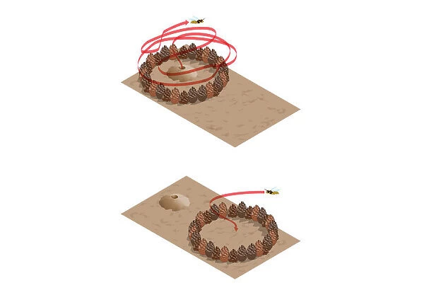 Digital illustration showing spatial learning by digger and female wasps using pinecones to locate b