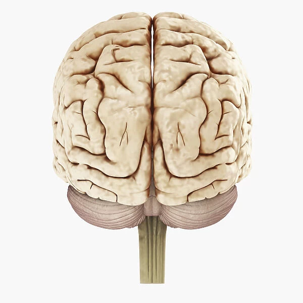 Digital illustration of showing back view of human brain