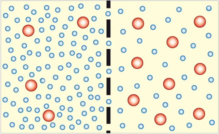 Framed Print : Digital illustration showing water travelling from less concentrated solution through semi-permeable membrane to more concentrated solution during osmosis