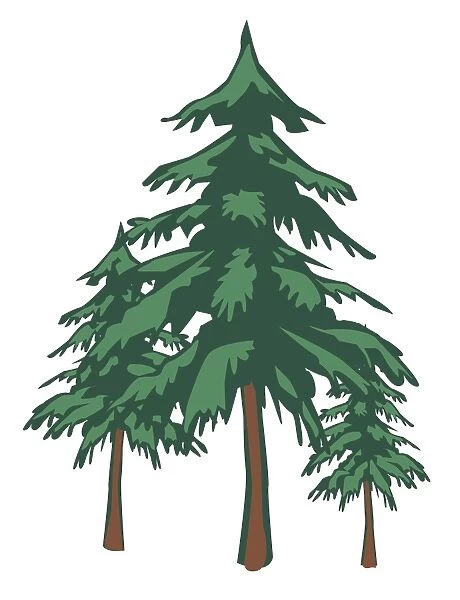 Digital illustration of spruce trees