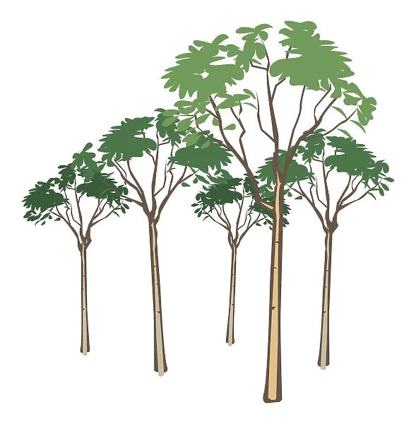 Digital illustration of tall trees with green leaves