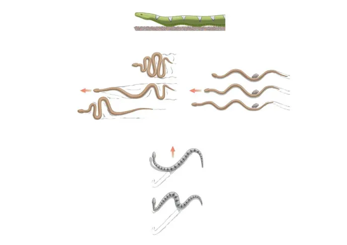 Framed Print : Digital illustration of terrestrial snake locomotion including lateral undulation, sidewinding, concertina, rectilinear, and slide-pushing Framed Print : Digital illustration of terrestrial snake locomotion including lateral undulation, sidewinding, concertina, rectilinear, and slide-pushing