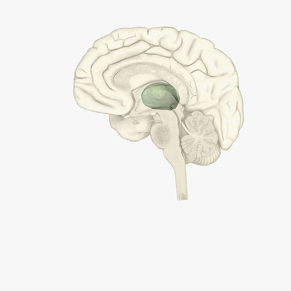 Digital illustration of thalamus is human brain highlighted in green