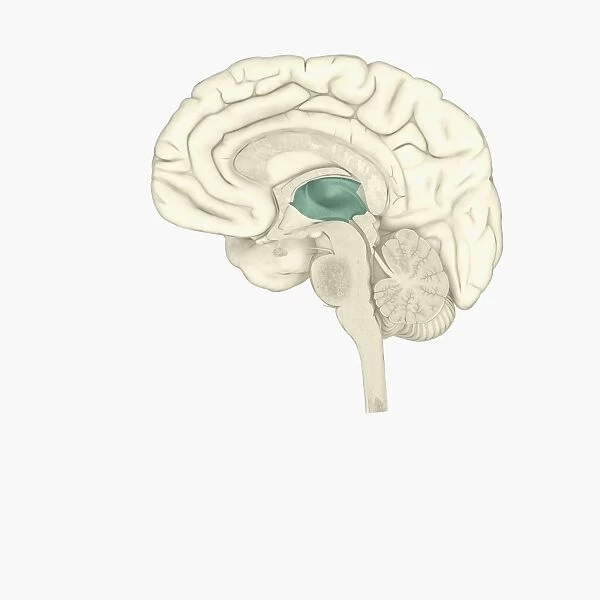 Digital illustration of thalamus in human brain highlighted in green