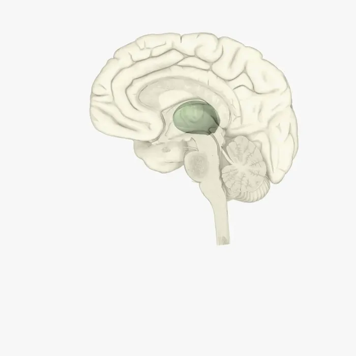 Framed Print : Digital illustration of thalamus is human brain highlighted in green Framed Print : Digital illustration of thalamus is human brain highlighted in green