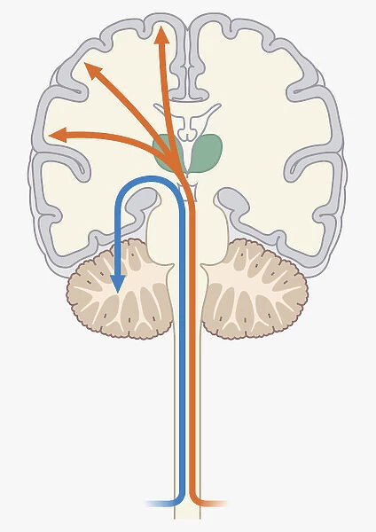 Digital illustration of unconscious and conscious pathways in human brain passing through thalamus ending in parietal lobe of cortex