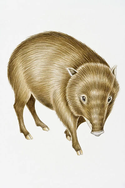 Digital illustration of White-Lipped Peccary (Tayassu pecari), found in Central and South America