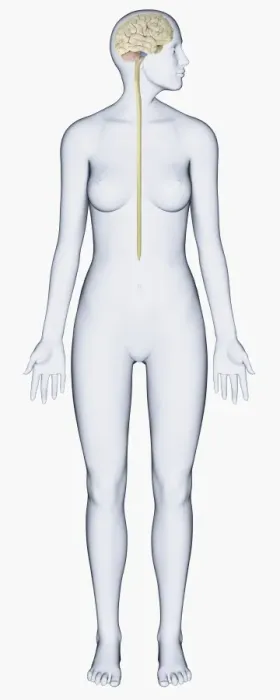 Framed Print : Digital illustration of woman with head in profile showing brain connected to spinal cord Framed Print : Digital illustration of woman with head in profile showing brain connected to spinal cord