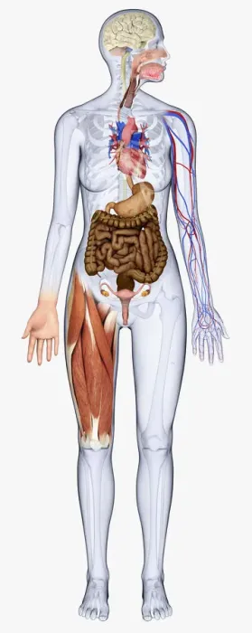 Framed Print : Digital illustration of woman showing brain, oesophagus, heart, stomach, intestine, veins and muscle Framed Print : Digital illustration of woman showing brain, oesophagus, heart, stomach, intestine, veins and muscle