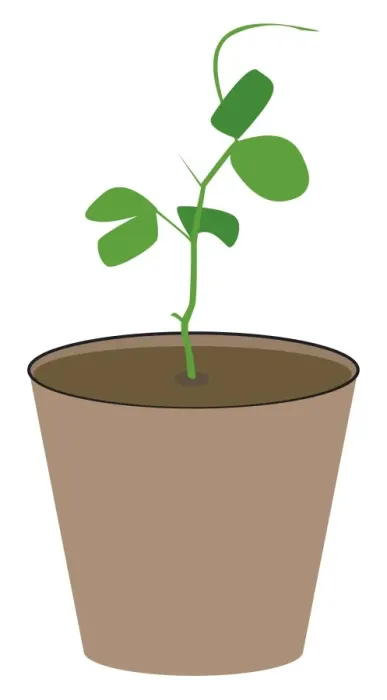 Framed Print : Digital illustration of young plant in pot Framed Print : Digital illustration of young plant in pot