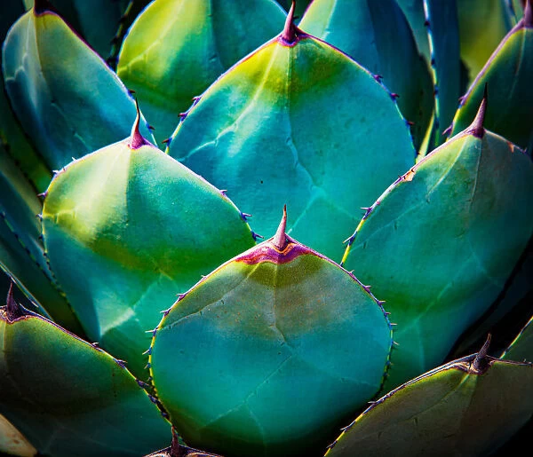 Digitally Enhanced Colour of Agave Cactus Plant