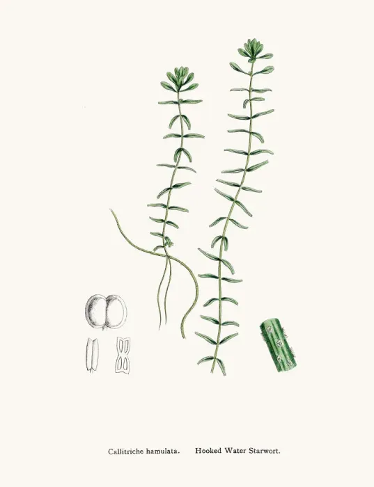 Framed Print : grass. Digitally restored image of an original antique illustration by