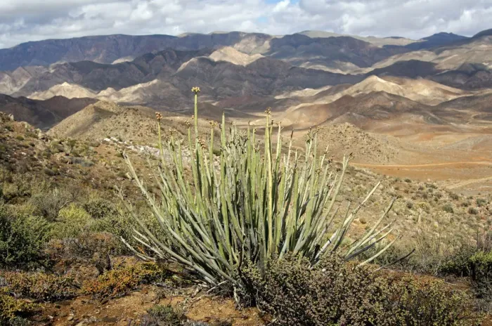 Framed Print : Dikboudmelkbos -Euphorbia dregeana- with seed heads in its habitat, Richtersveld Nationalpark, South Africa Framed Print : Dikboudmelkbos -Euphorbia dregeana- with seed heads in its habitat, Richtersveld Nationalpark, South Africa