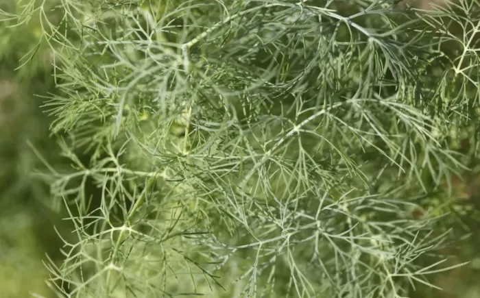 Framed Print : Dill -Anethum graveolens- Framed Print : Dill -Anethum graveolens-