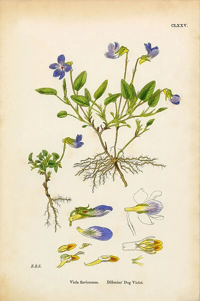 Dilleniusa Dog Violet, Viola Flavicornus, Victorian Botanical Illustration, 1863
