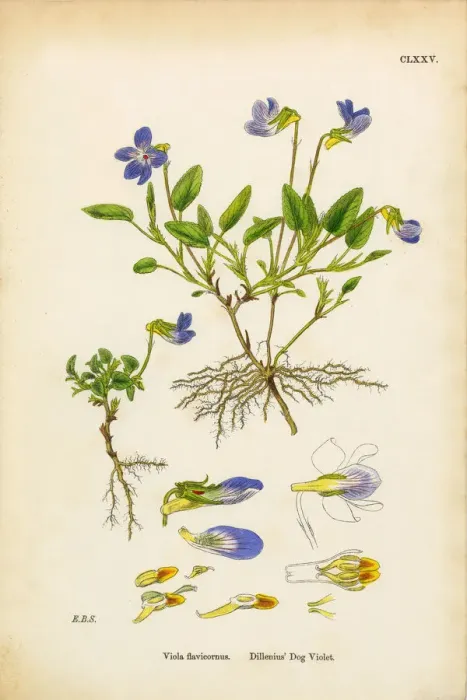 Framed Print : Dilleniusa Dog Violet, Viola Flavicornus, Victorian Botanical Illustration, 1863 Framed Print : Dilleniusa Dog Violet, Viola Flavicornus, Victorian Botanical Illustration, 1863